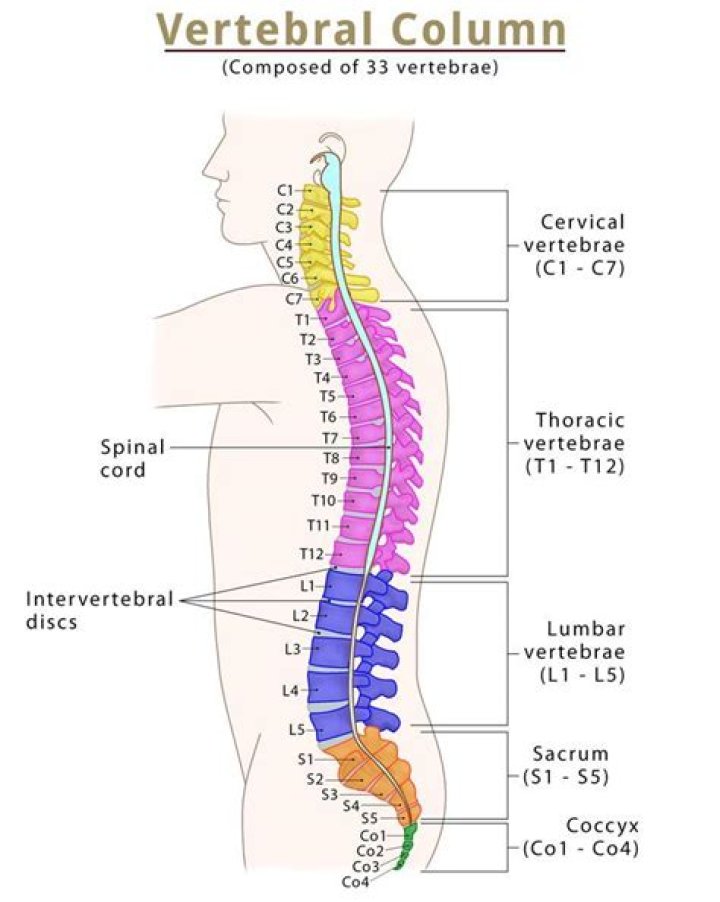 What is the another name for vertebral column?