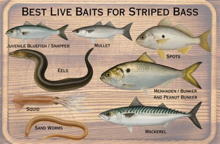 What is the best lure to catch striped bass?