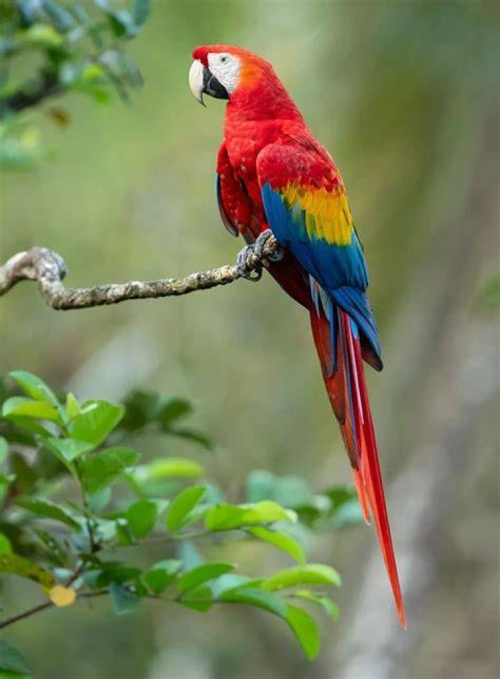 What is the bite force of a scarlet macaw?