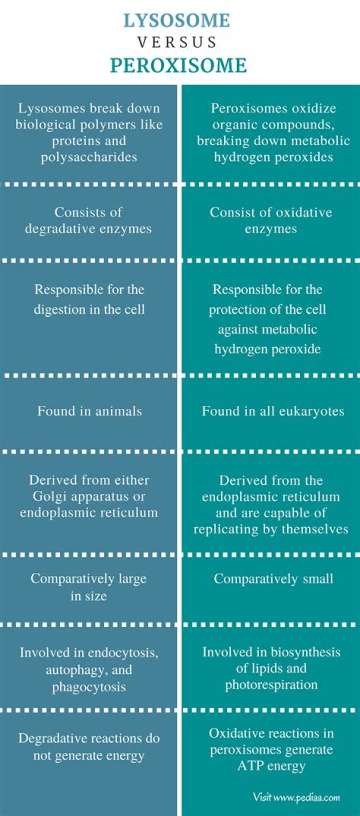 What is the difference between a lysosome and a peroxisome?