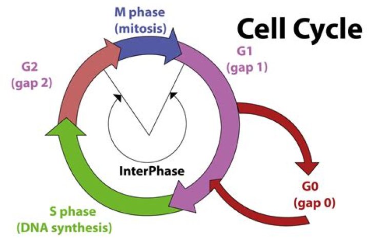 What is the G0 phase in the cell cycle?