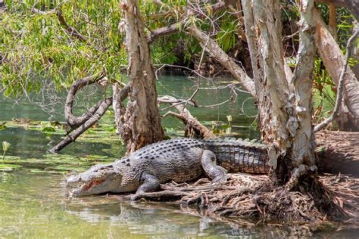 What is the main habitat of a crocodile?
