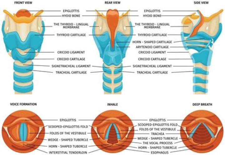 What landmark can you use to visualize the larynx?