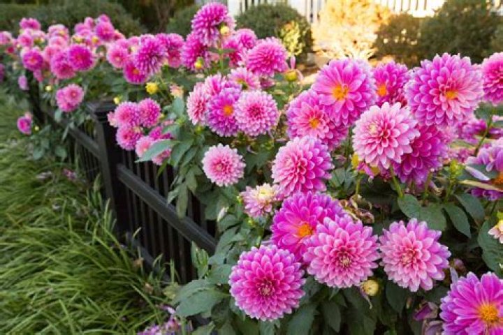What plants are blooming in Florida right now?