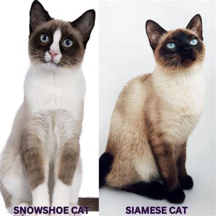 What would happen to its color if you left a Siamese cat outside all winter?