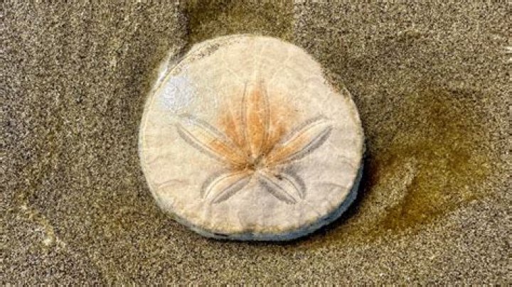 Where can I find sand dollar shells?