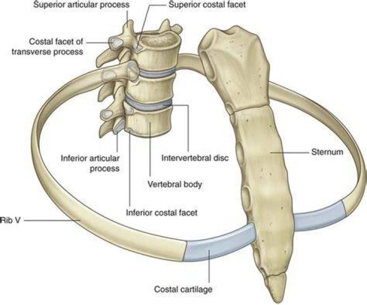 Where does the first rib attach?
