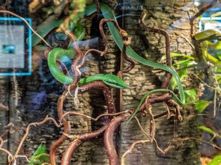 Where does the rhino rat snake live?