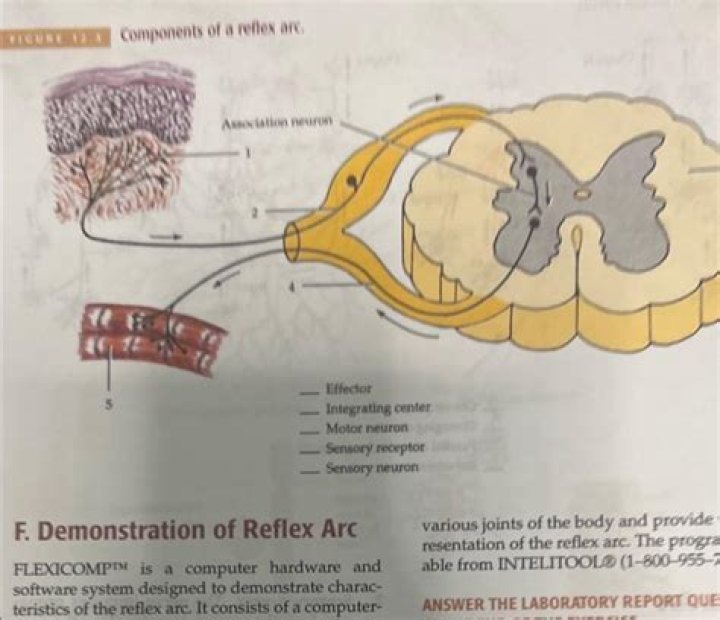 Where is the integration center of a reflex located?