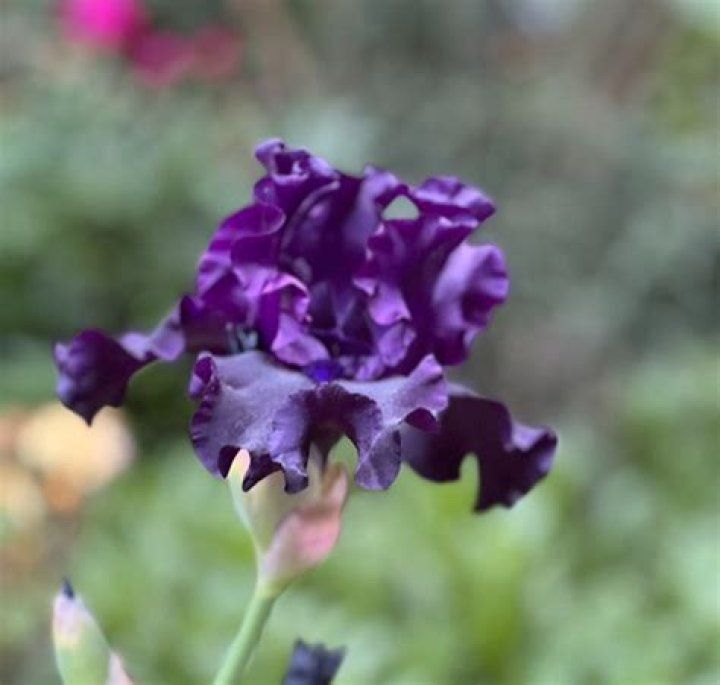 Why are bearded iris so expensive?