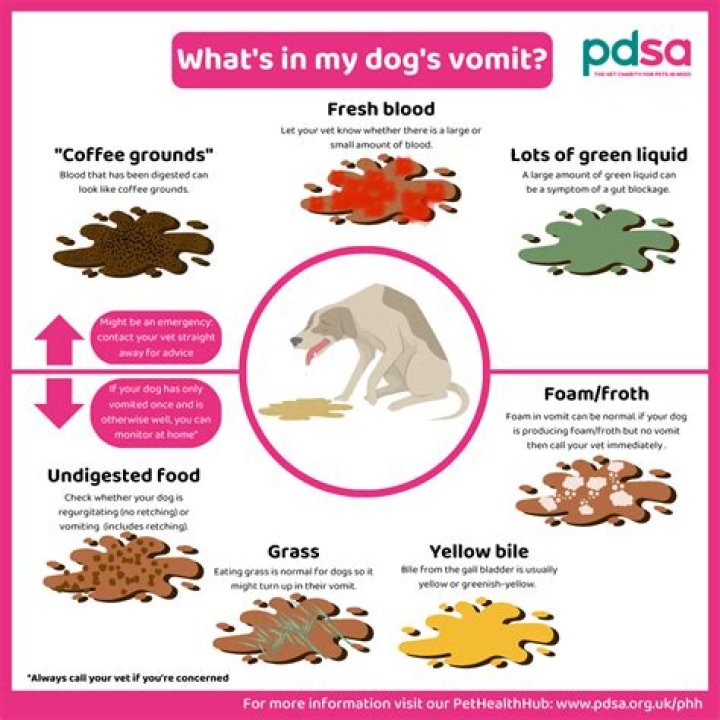 Why does my dog throw up yellow bile every day?